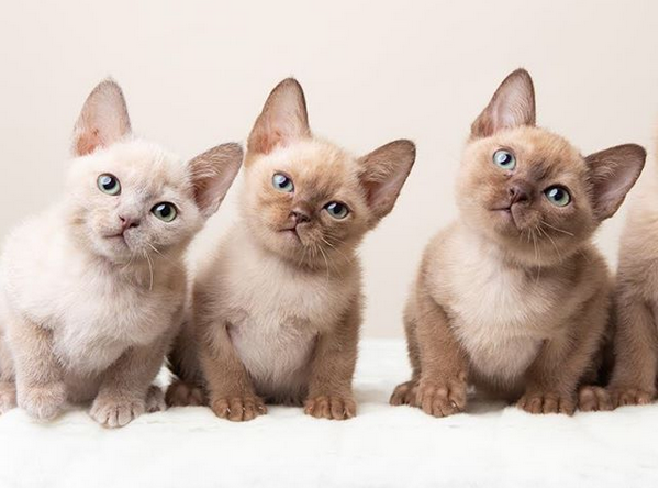 tonkinese breeders near me